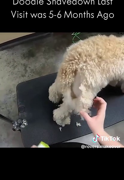 Doodle Shavedown Last Visit was 5-6 Months Ago #pet #dogs #grooming #puppylove #foryou #fyp