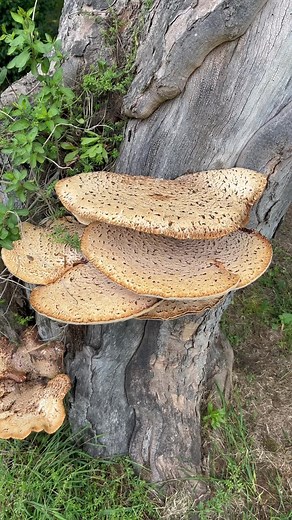 Bracket fungus on Sycamore tree: Polyporus squamosus (commonly known as "Dryad's Saddle") forms large, thin, polypore brackets up to 50 cm across. Quite often these brackets are produced in clusters on stumps or dying branches of deciduous trees such as elms, beech and sycamore. They cause an intense white-rot of the wood. | Wilden Marsh Nature Reserve