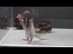 Sneaky Snake Creeps Up On A Rat - Warning Live Feeding