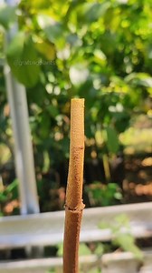 99K views · 1K reactions | Plant grafting technique #innesto #fruit_grafting #injerto | GraftingPlants | Facebook