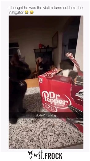 10K views · 37 reactions | The face of pure innocence… but the crime scene tells a different story  What’s the sneakiest thing your pet has done? (via tylrcasm on IG) #stfrock #viral #memes #funny | St Frock | Facebook