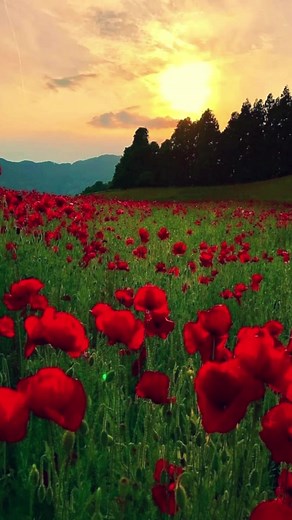 Music: A Yankees Southern BluesArtist: HoliznaCC0URL: https://freemusicarchive.org/music/holiznacc0/depression/a-yankees-southern-bluesLicence: Public Domain: https://creativecommons.org/licenses/publicdomain/ | Il mare del mio cuore