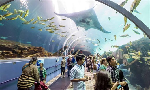 The 12 Largest Aquariums In The United States in 2024