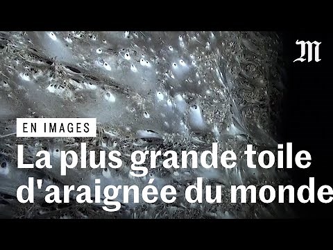 C’est la plus grande toile d’araignée jamais observée