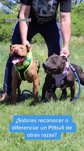 American Pit Bull Terrier vs American Bully: Key Differences Explained