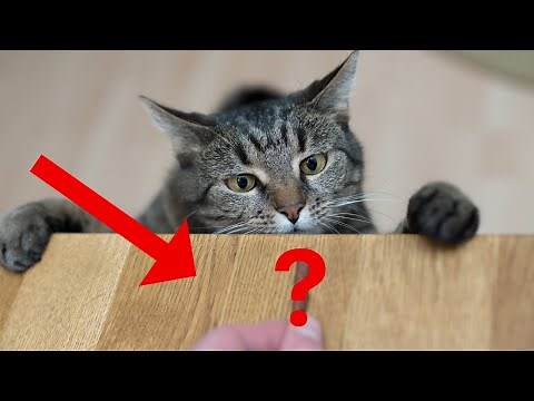 12 Human Foods That Are Actually Great for Your Cat