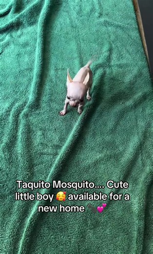 Taquito Mosquito chihuahua puppy available for adoption