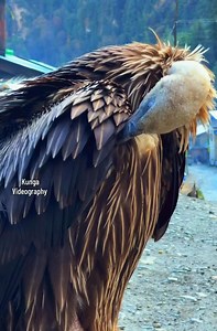 3.5K views · 54 reactions | Why Vultures Are Important -They clean the ecosystem by eating dead animals. -Prevent spread of dangerous diseases. -Help keep natural balance in wildlife areas. #highlightseveryone #hightlight #viralplace #beautifuldestinations #highlightseveryonefollowers #foryoupageシ | 퐊퐮퐧퐠퐚 퐏퐡퐨퐭퐨퐠퐫퐚퐩퐡퐲 | Facebook