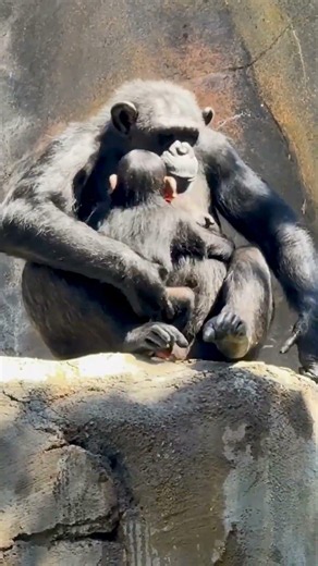 Chimp Babies Are Growing at the L.A. Zoo!
