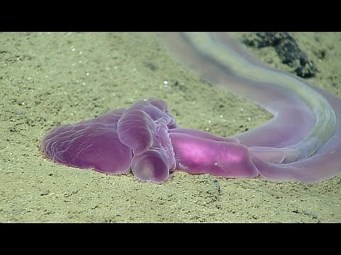 Facts: The Acorn Worm