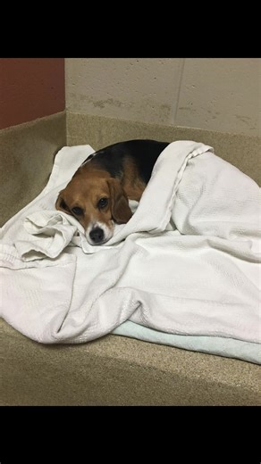 Rescue Story of My Beagle Ellie After Animal Testing