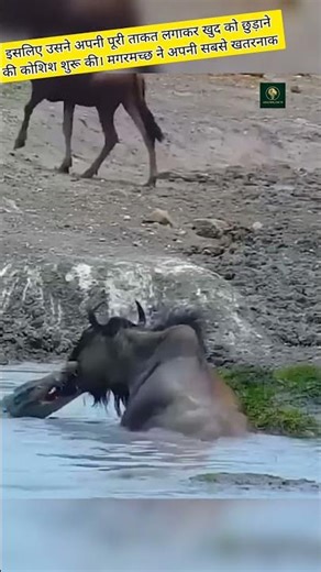 Wildebeest vs Crocodile🐊🦌 #wildlife #shorts #animals #trending #wildebeest #crocodile
