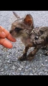 421K views · 18K reactions | Lonely kitten asks passerby for help❤️❤️❤️❤️❤️❤️❤️❤️❤️#rescue #rescuecat #rescuekitten #rescueanimals #cat #catsoftiktok #kittens #animals #fyp | Cat Lovers In The World | Facebook