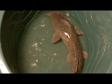 BRIDE OF THE WATERS (S01_EPISODE 6)