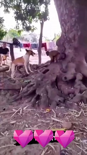 Dogs Exploring Nature Around a Big Tree
