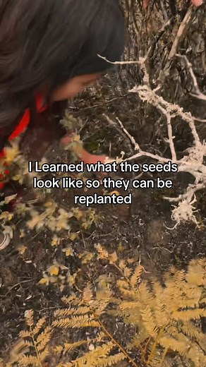 Sustainable Indigenous Plant Medicine Harvesting for Family Reconnection
