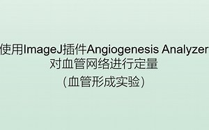 【血管形成实验】数据处理| ImageJ插件Angiogenesis Analyzer对血管网络进行定量-哎吃糖的依古比古-默认收藏夹-哔哩哔哩视频