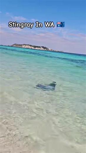 Stingray in WA #perthnaturelovers #Perth #wa #Australia #onthisday