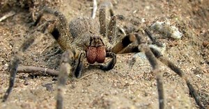 Haute-Savoie: il pensait avoir découvert l'araignée la plus venimeuse au monde dans ses bananes