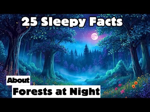 25 Sleepy Facts About Forests at Night — Relaxing Bedtime Nature Video