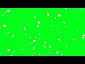 Green screen Rose petals falling motion animation|no copyright