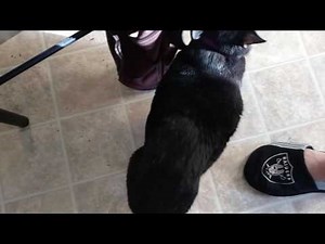 Shadow Nulton the Manx cat meowing