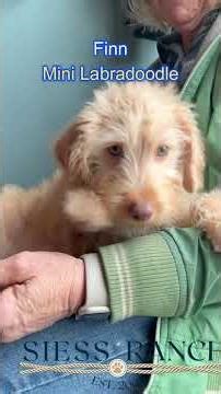 Mini Labradoodle discovers himself