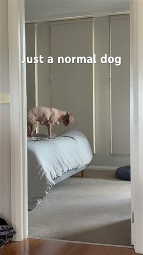 Normal dog behaviour #funny #dog