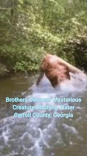 Brothers have close, long sighting of mysterious thing in Wolf Creek, Carroll County, Georgia | Bigfoot Evidence