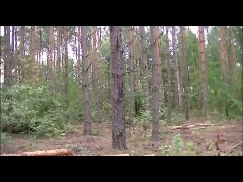 Młoda para przyłapana na igraszkach w lesie pod Warszawą