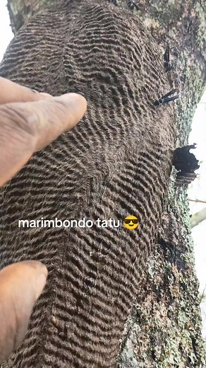 Marimbondo Tatu: Fama e Curiosidades na Roça
