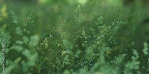 Grass seed heads gently moving in breeze in foreground, soft focus grass in background