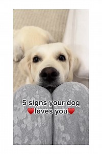 Signs your dog loves you ✨ Credits:@ladyandtheblues . . #dogslife #doggylove #addorabledog #dogsbeingdogs #dogselfie #dogs #dogsofinstagram #dog #dogstagram #puppy #instadog #doglover #dogoftheday #doglovers #pets #doglife | Woof
