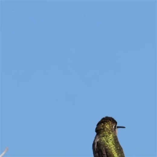 Anna's Hummingbird Don Edwards San Francisco Bay National Wildlife Refuge, San Jose, CA #hummingbird #bird #birdphotography #birdphoto #canon #canonr7 #rf200800 #rf200800mmf639isusm #wildlifephotography #wildlifephoto https://www.youtube.com/@PhotoBirdo https://www.instagram.com/photo.birdo | Herbert Law