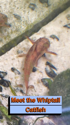 Meet the Whiptail Catfish | Rineloricaria & Farlowella Explained