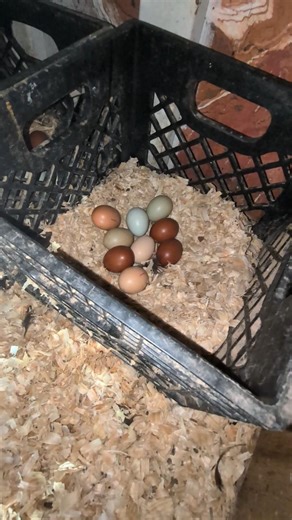 Are Any Of These Eggs Pipping?