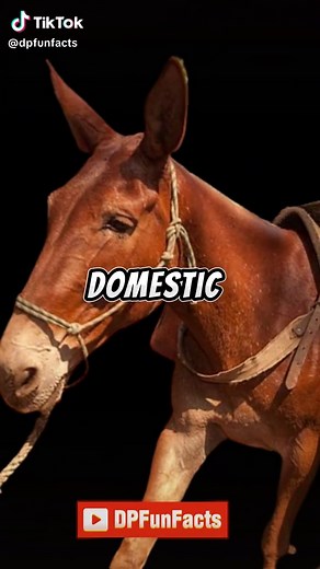 DPFunFacts trên TikTok