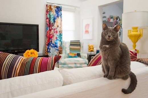 11 Best Cats for Apartments: Find The Ideal Apartment Cats