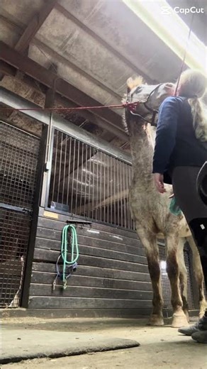 I alr love him so much 💓 having our first lesson together Wednesday