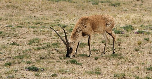 What Do Gazelles Eat? 8 Staples of Their Diet