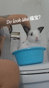 A peek at Sugar's grooming 💚 Love. Care. Teach xoxo Angie Master Rabbit Groomer & Holistic Practitioner #angiespets #masterrabbitgroomer #rabbitgrooming #bunniesofsingapore #rabbitsofsingapore #rabbits #bunnies | Angie's Pets