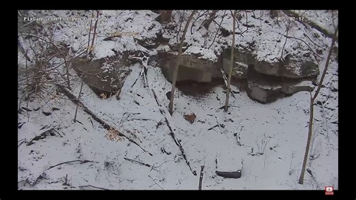 Yesterday afternoon, we witnessed some action on the Fox Den Live Stream—a red fox was chasing a raccoon out of the area! This is the first red fox sighting in this location in a few years, and it could hint at something exciting for the upcoming spring. 🪺 Could we be seeing a new fox family making this spot their home? Be sure to keep watching the live stream for more updates and potential denning activity. Nature is always full of surprises! 🌿 👉 Tune in here: https://pixcams.com/fox-den-cam