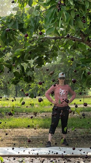 27K views · 465 reactions | Cold weather damage to Michigan’s cherry orchards has hit farms — and an industry — already squeezed by the Trump administration’s changes to government services, labor and trade policies.  Read the full story at our link in bio. #michigan #cherryfarmers #trade #immigration #trump | Reuters | Facebook
