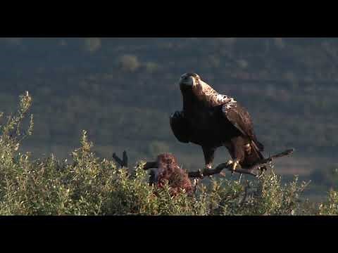 Wildlife in Spain - Why Spain is the perfect birding & wildlife destination