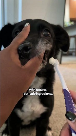 This Toothpaste Changed Brushing for Us | The Pack