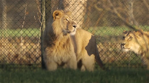 📹 🦁 Two of the world’s rarest lions have arrived at Chester Zoo as part of efforts to protect the highly endangered animals from extinction. 📌Video courtesy of PA/Chester Zoo/Shivansh Gupta | Stoke-on-Trent Live