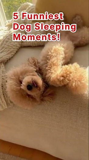 5 Dogs Snoring Up a Storm! 😂🐶 | Funny Sleeping Dogs Compilation