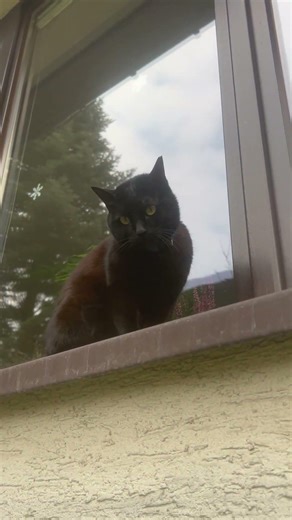 Who is this cat and why is she making scary noises at me?