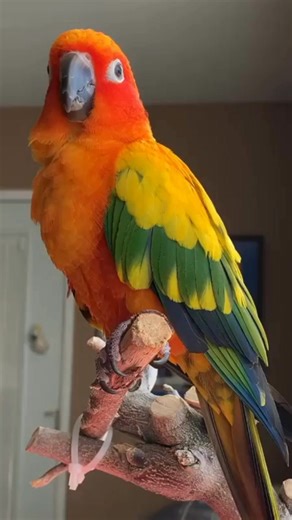 8.7K views · 12 reactions |  Bird Health Care Consultation by Al's...