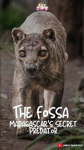 The Fossa – Madagascar’s Secret Predator #funfacts